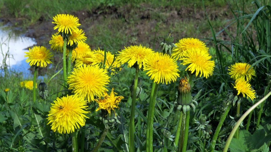 Taraxacum croceum