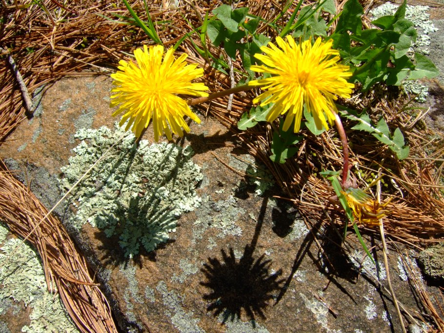 Одуванчик сорняк