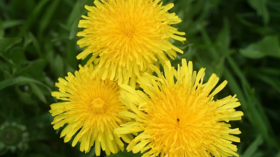 Мать и мачеха семейство