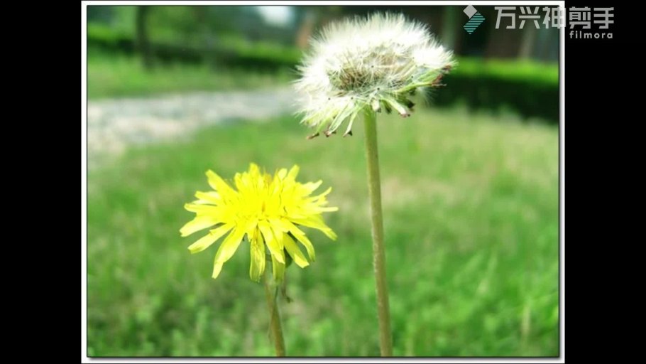 Соцветие одуванчика