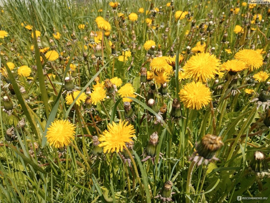 Желтый луговой одуванчик