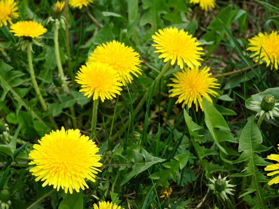 Одуванчик биология