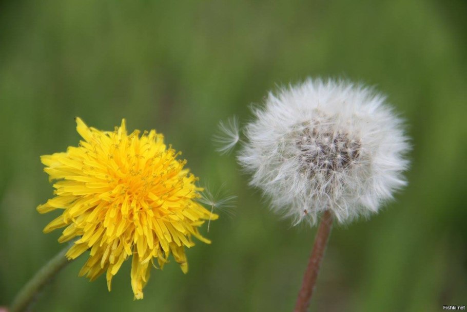 Растение лого