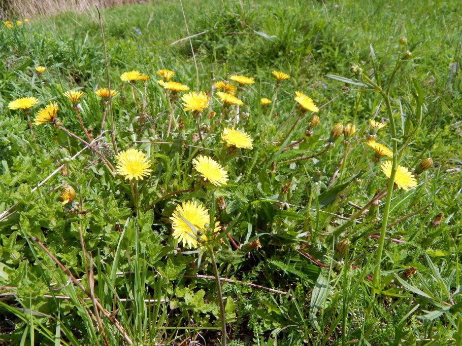 Одуванчик для дошкольников