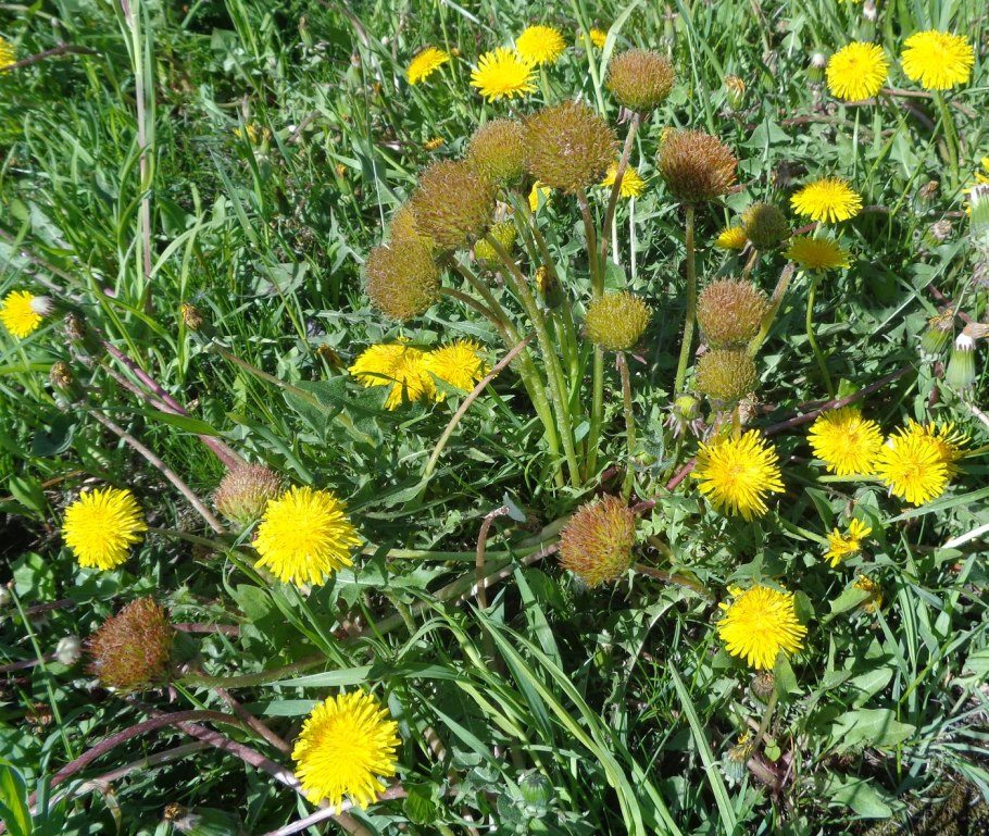 Taraxacum hyparcticum