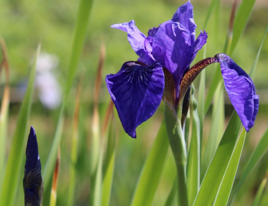 Iris flavissima