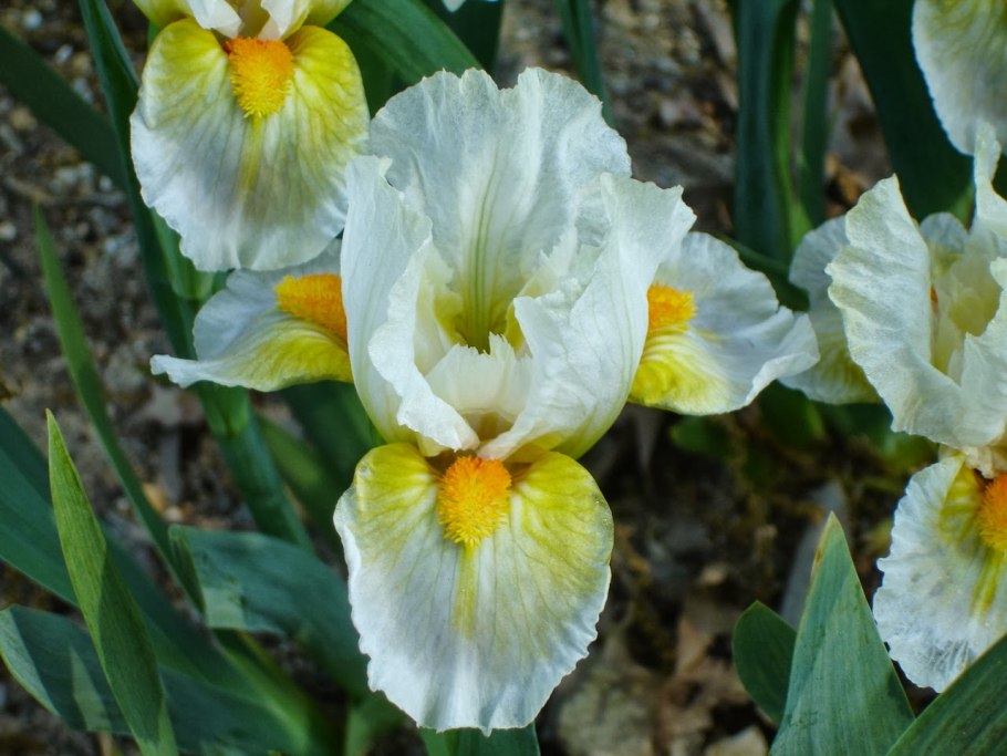 Ирис Сибирский 'Claret Cup'