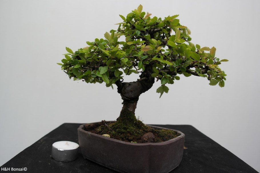 Вяз бонсай белое пятно на коре