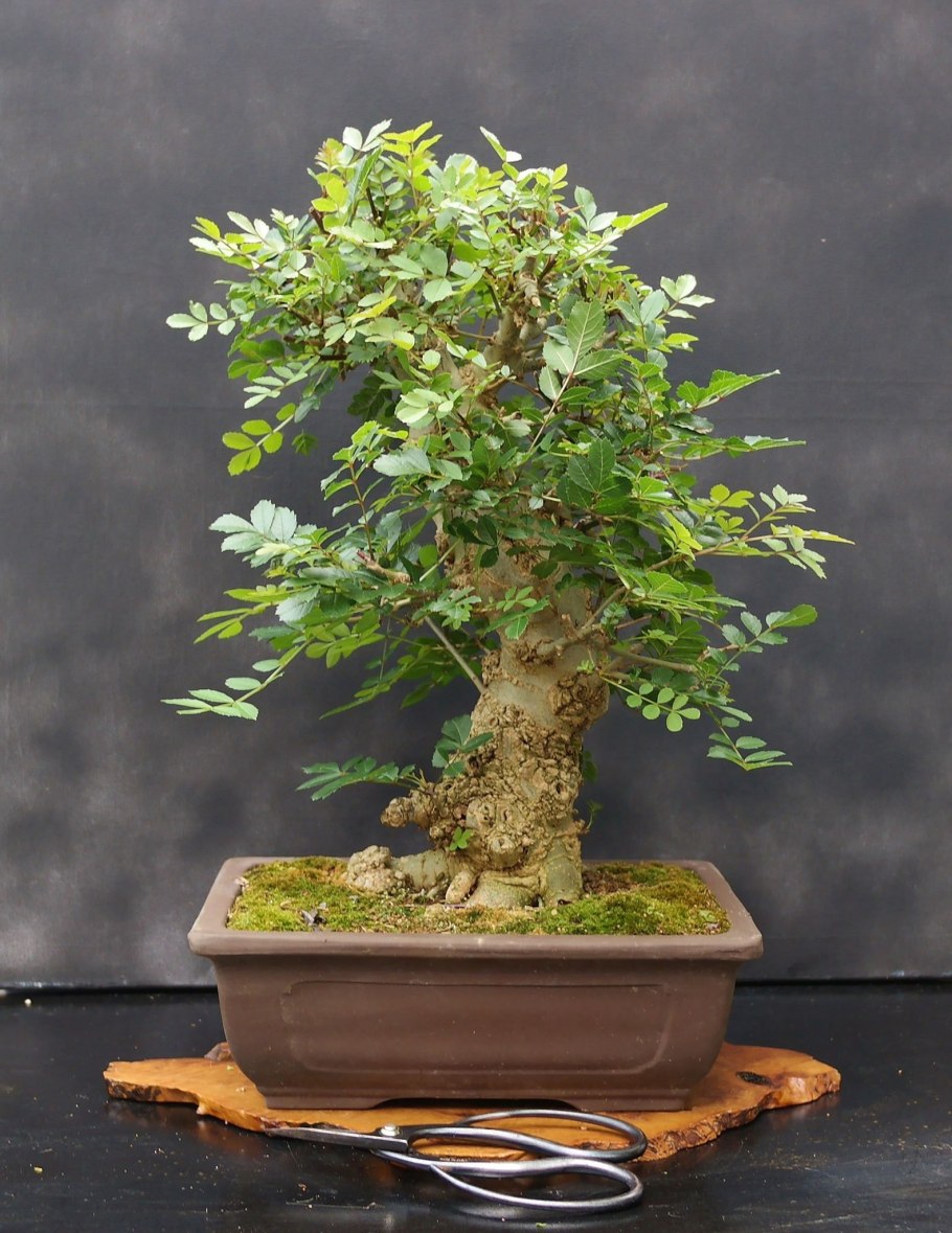 Зелькова дерево