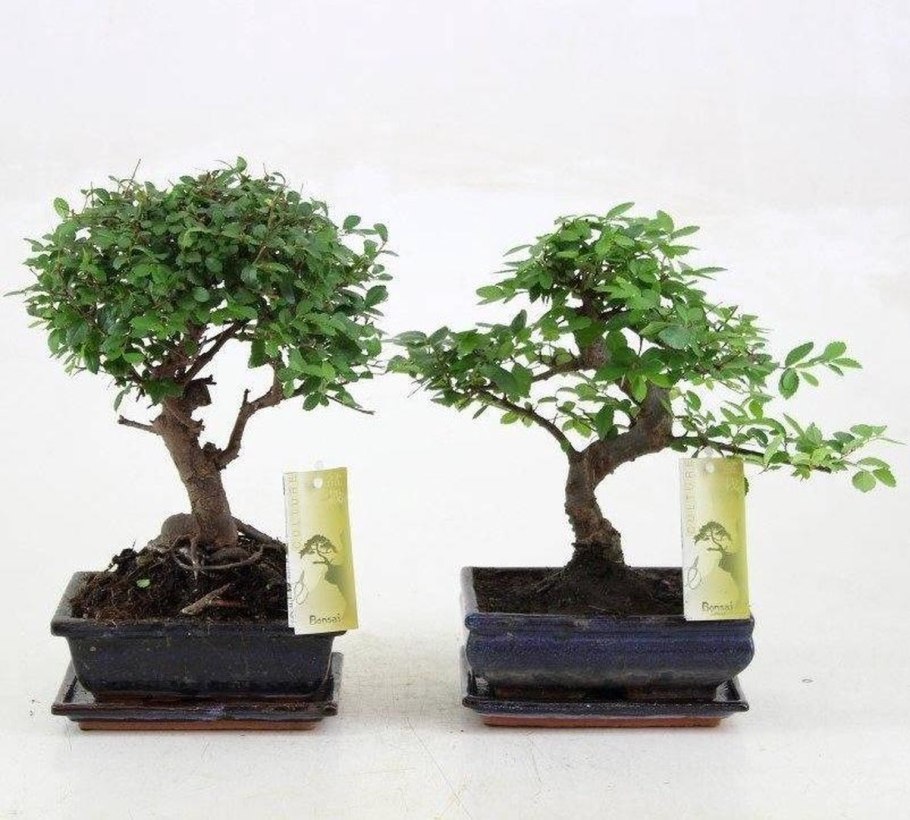 Бонсай уличный круглый овальный