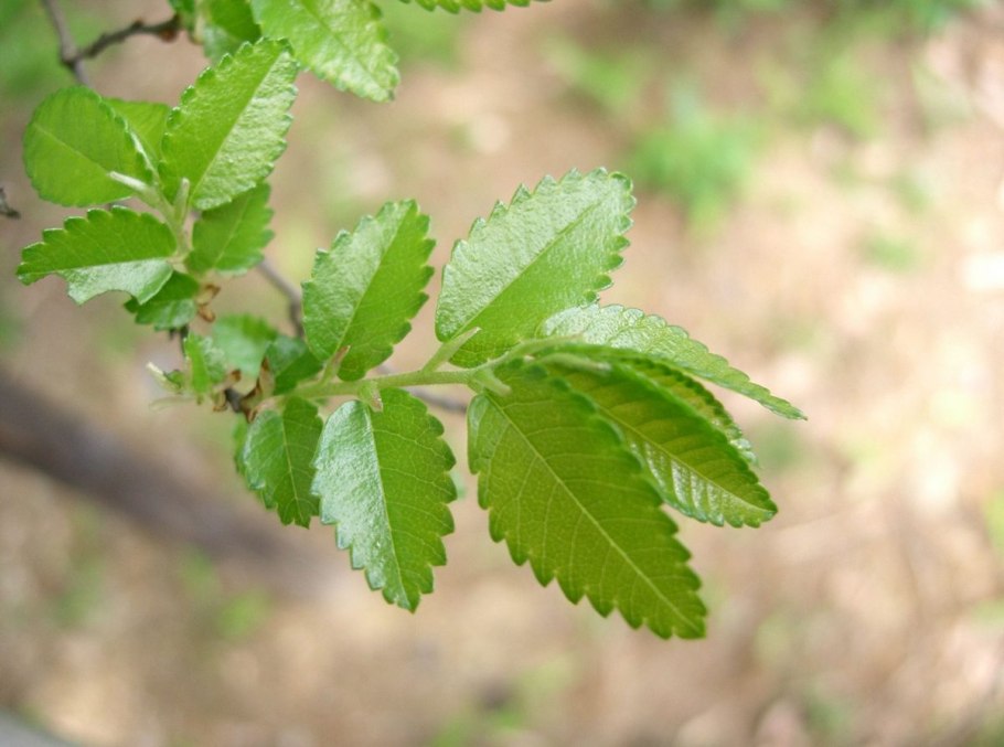 Вяз мелколистный Ulmus parvifolia