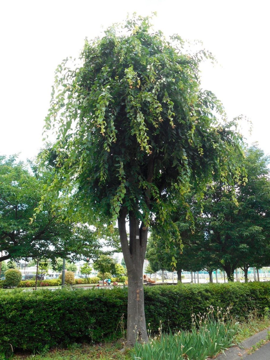 Ulmus parvifolia