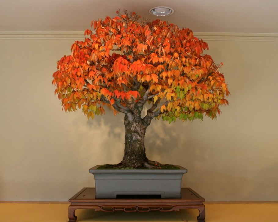 Реликтовое дерево гинкго