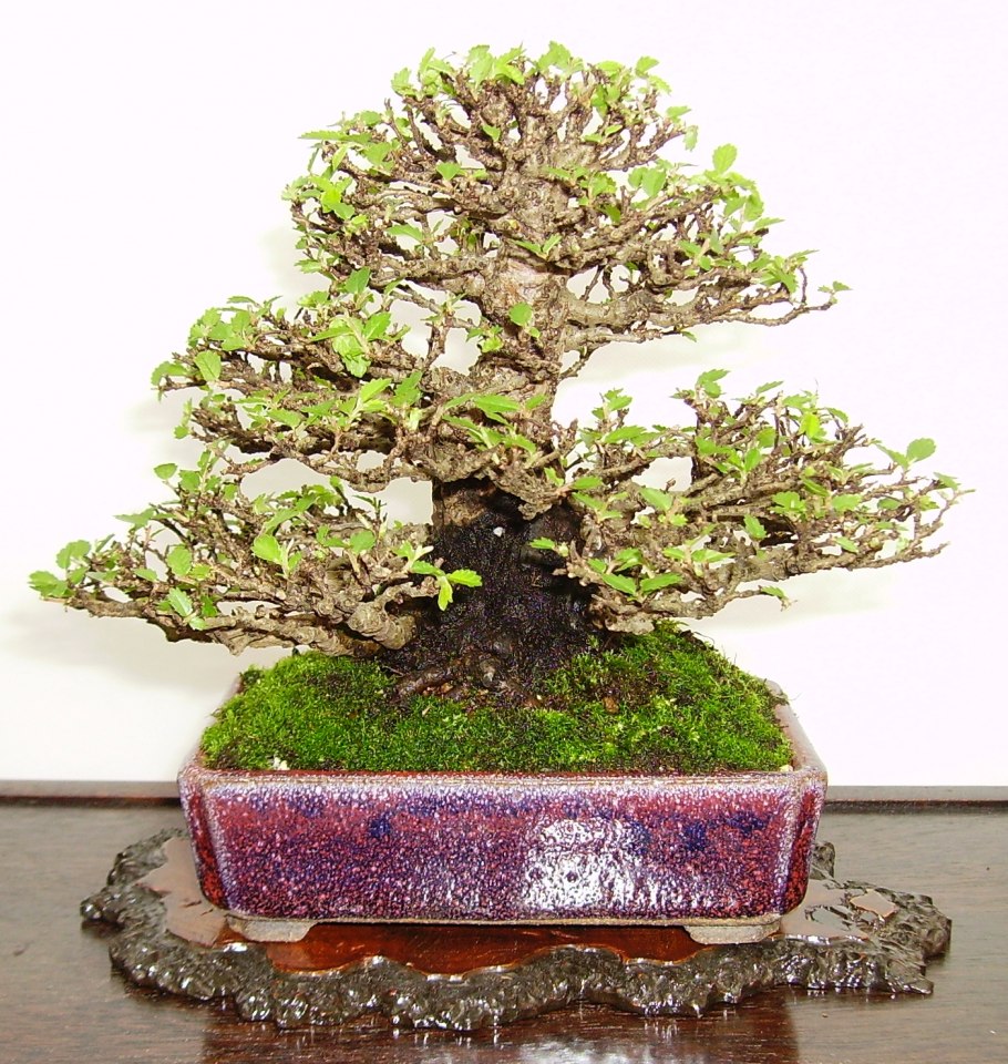 Семена японского клена