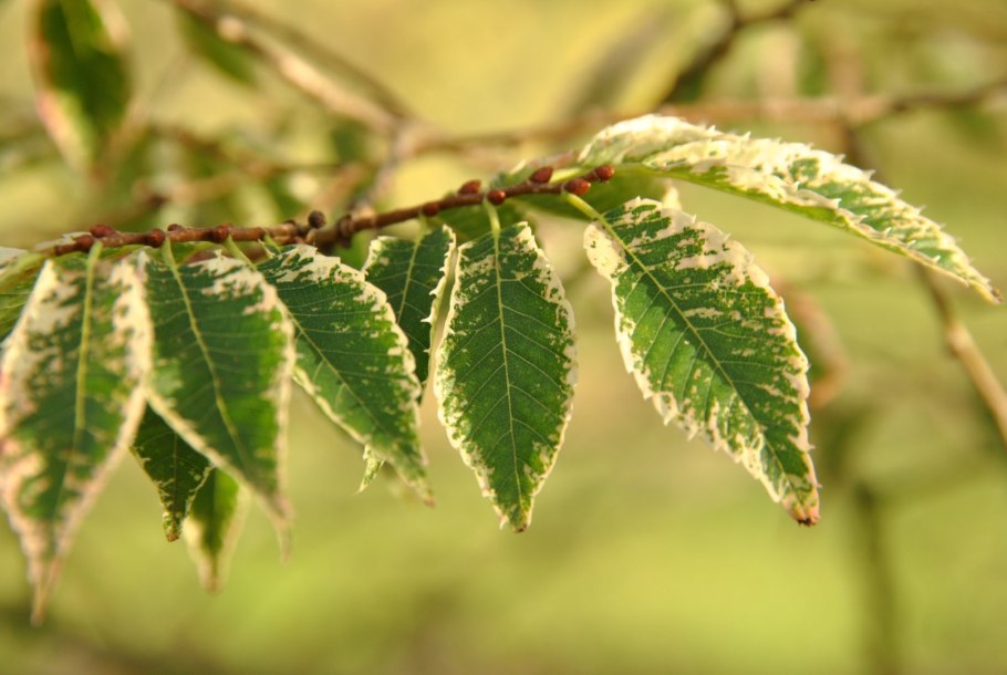 Zelkova цветки бонсай