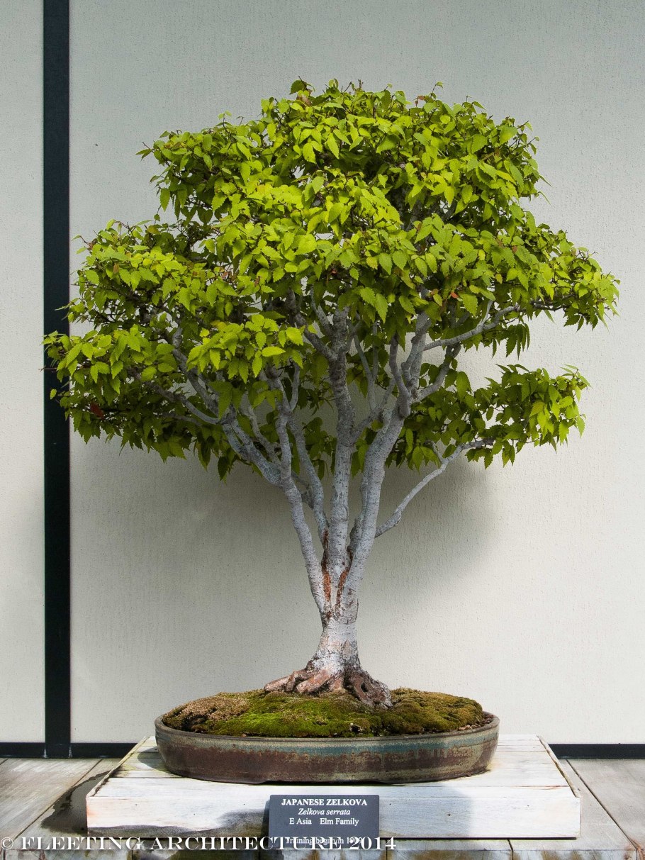 Дзельква дерево