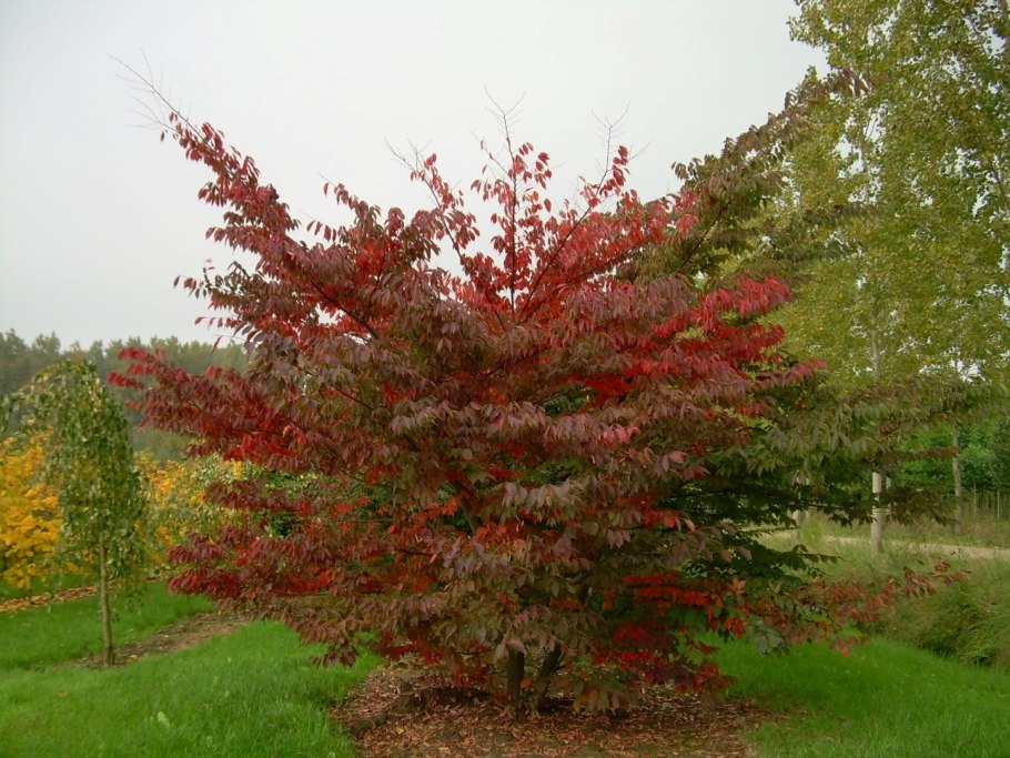 Дзельква бонсай