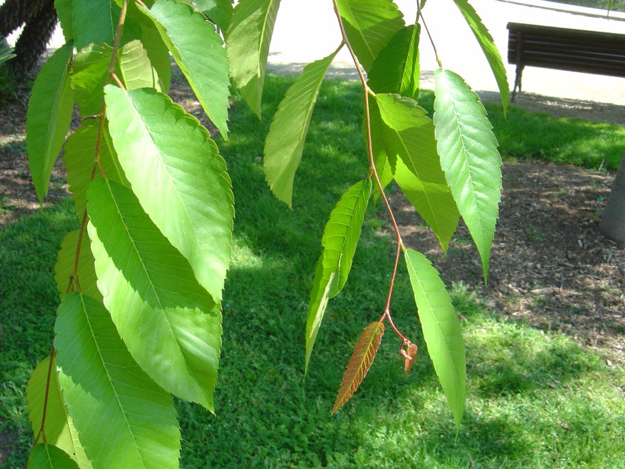 Дзельква пильчатая