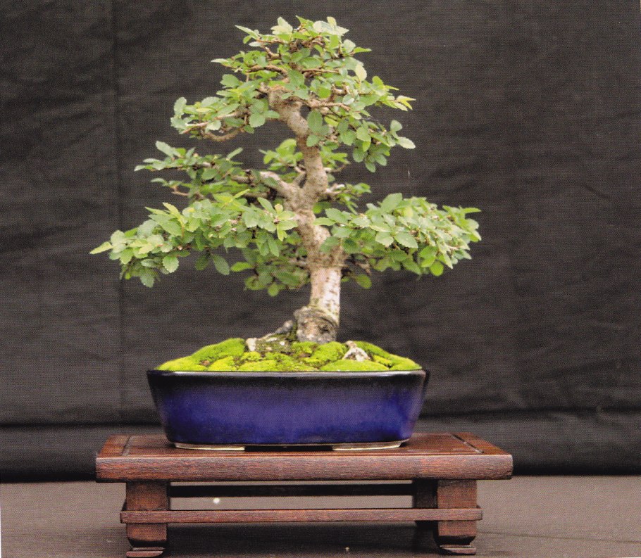 Дзельква пильчатая