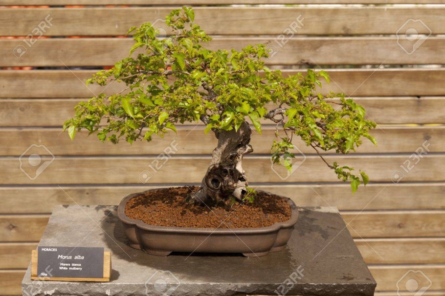 Дзельквы граболистной