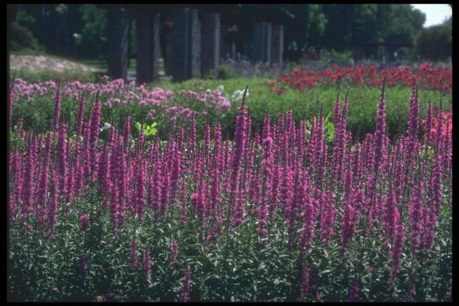 Мордовник обыкновенный (Echinops ritro)