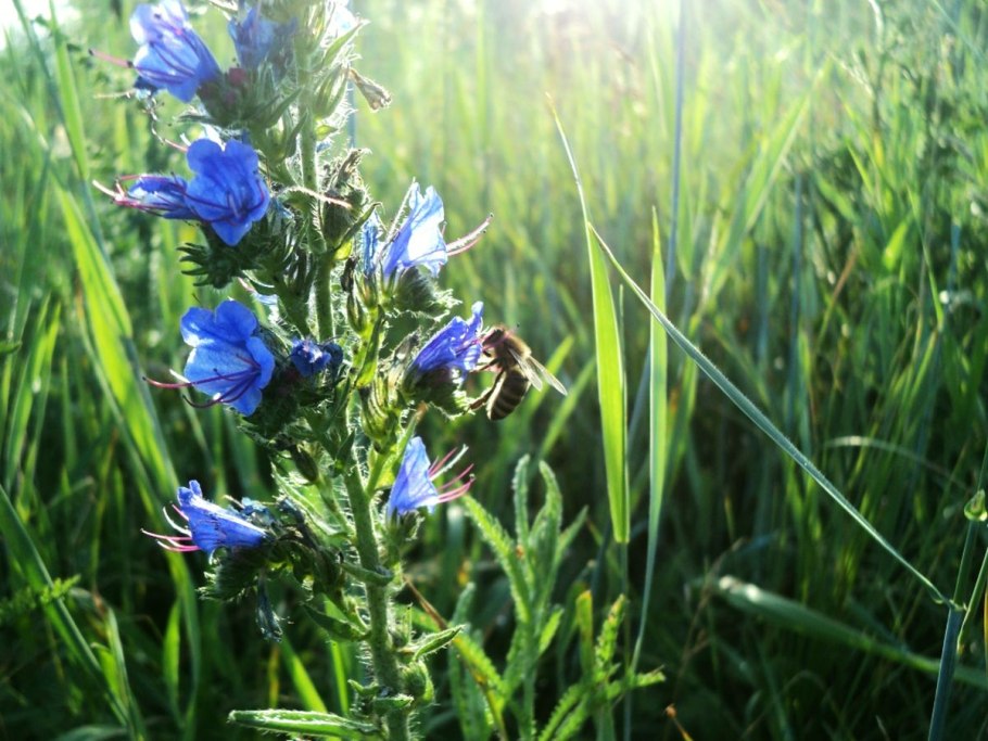 Фацелия рябинколистная