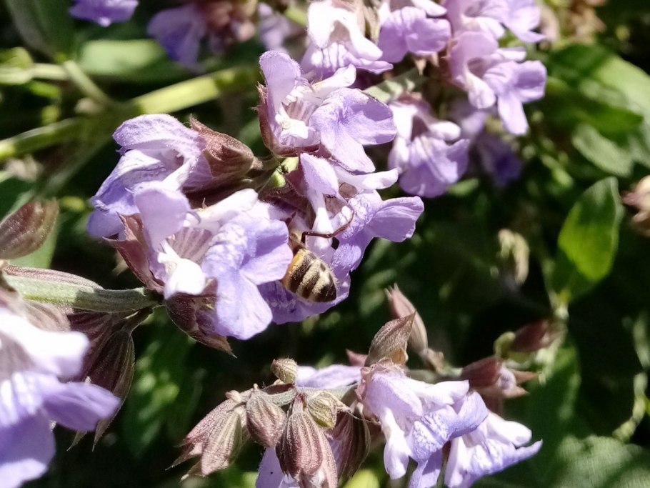 Фацелия пижмолистная семена