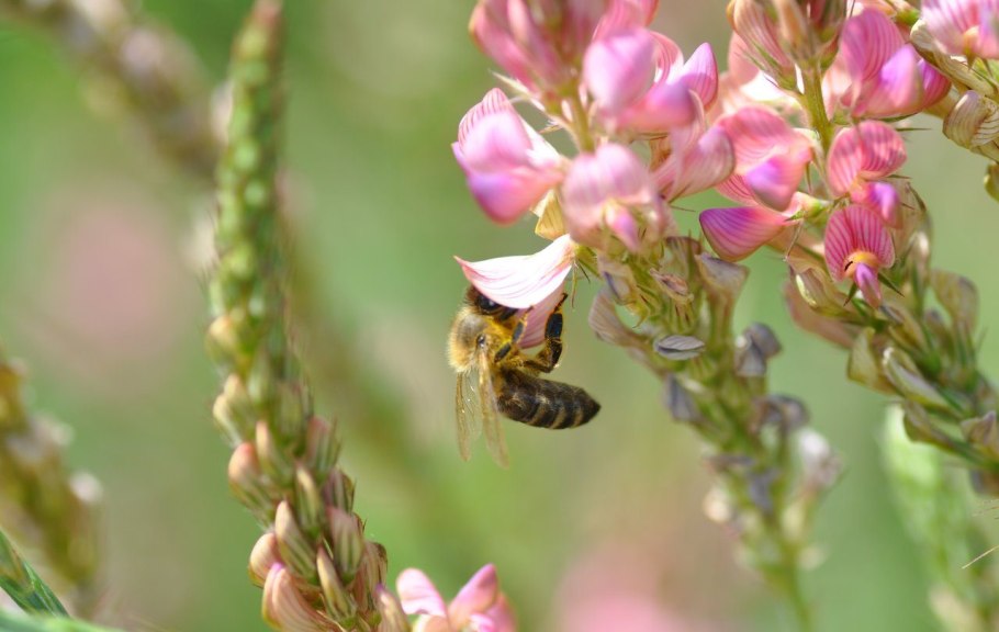 Медонос эспарцет