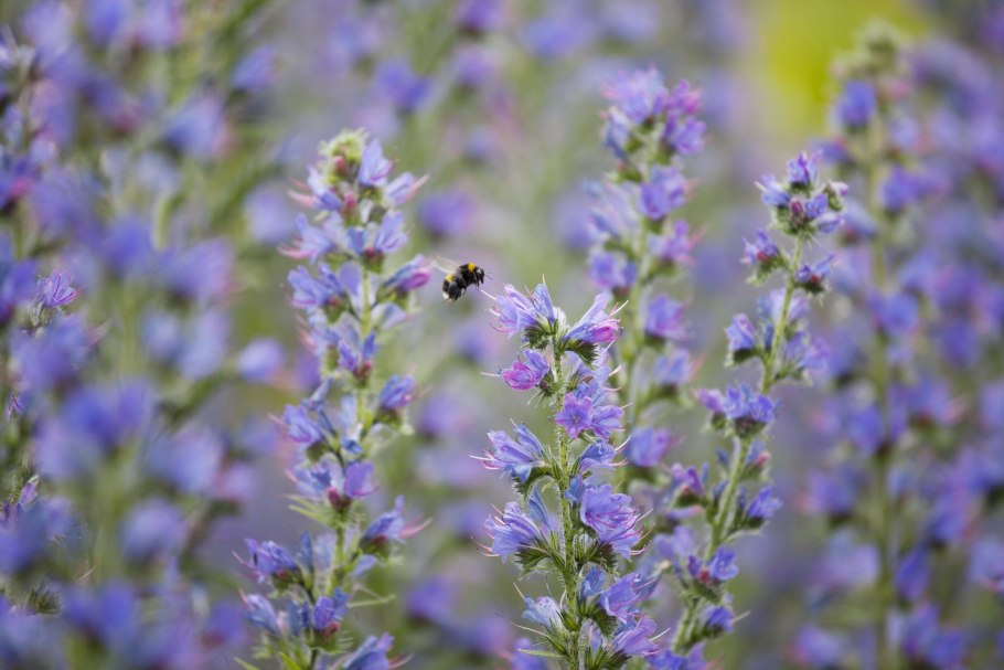 Серпуха медонос