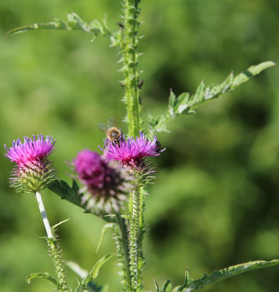 Чертополох медонос