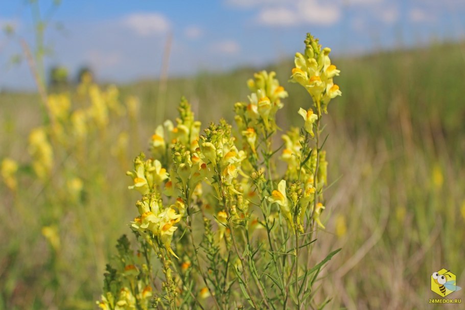 Тайга медоносы