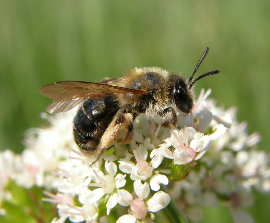 Andrena chrysosceles
