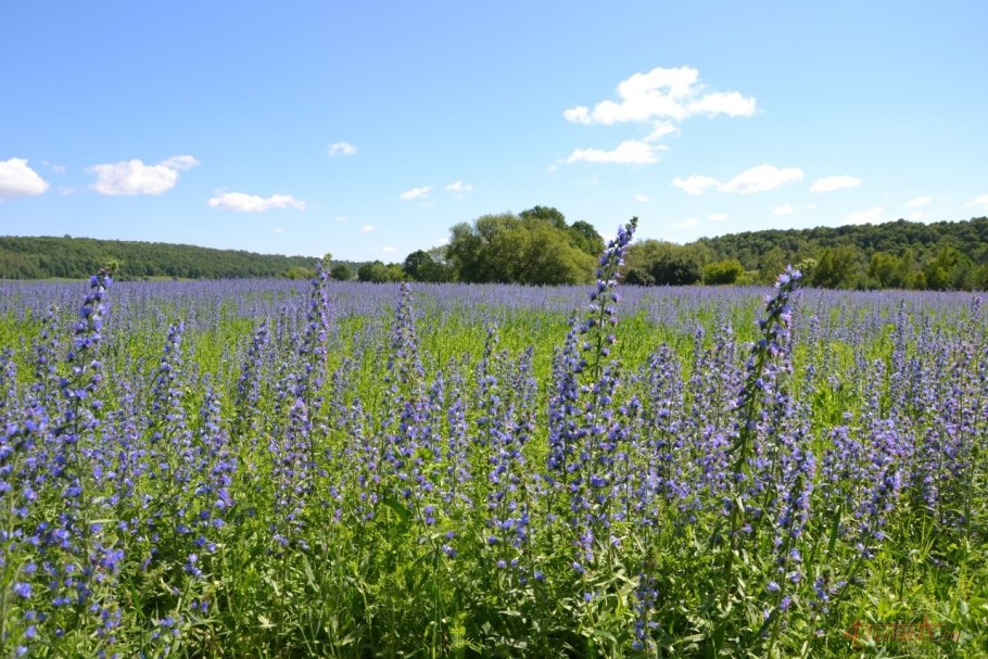 Синяк обыкновенный / Румянка обыкновенная