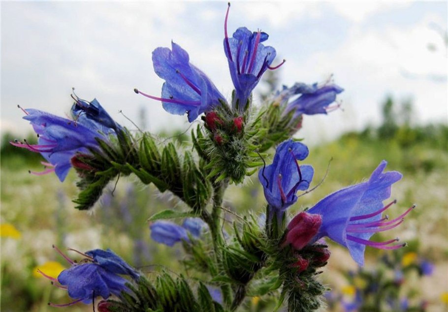 Львиный зев медонос