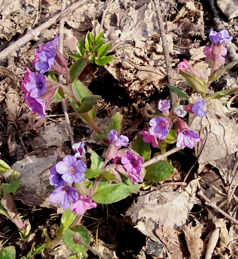 Pulmonaria 'Opal' lakacis