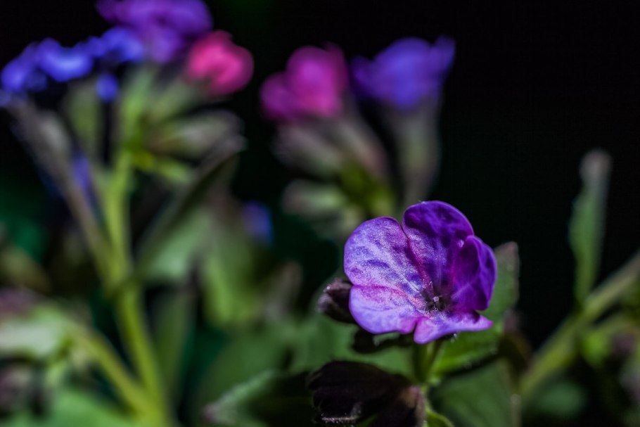 Прикорневая розетка Медуница