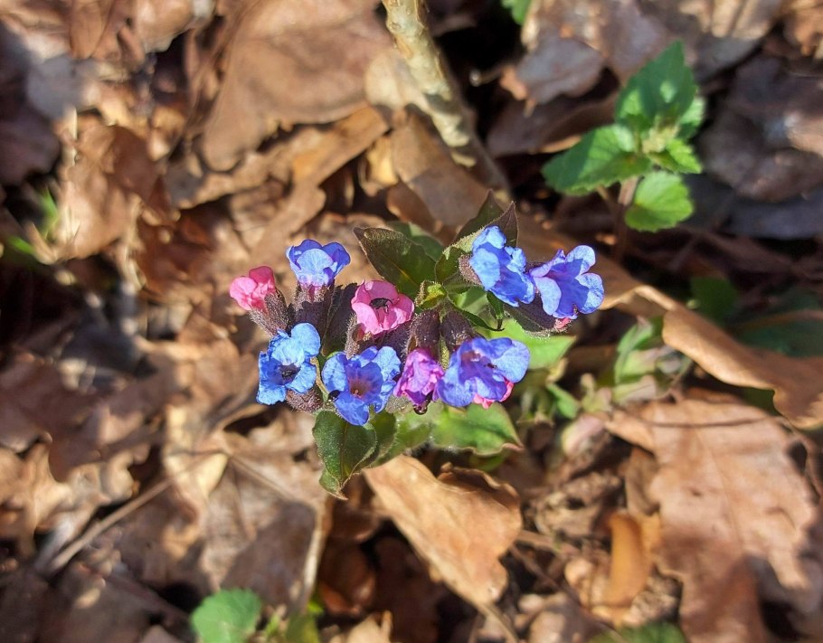 Медуница чай