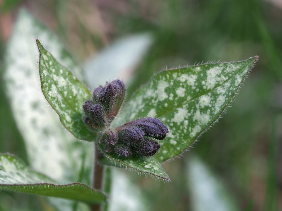 Медуница Pulmonaria officinalis
