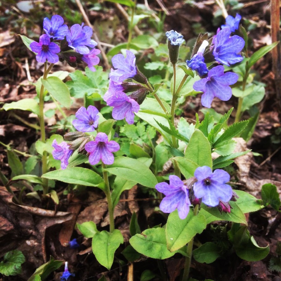 Медуница Pulmonaria Raspberry Splash