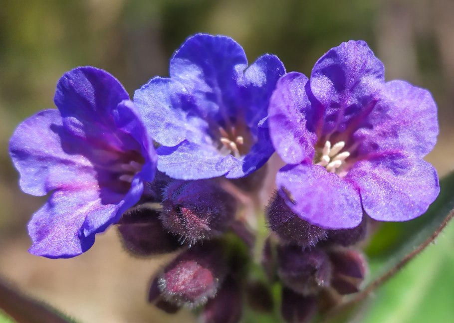 Медуница трава сухая