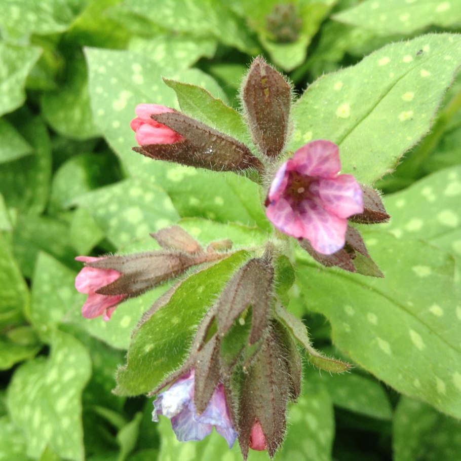 Медуница дикорос