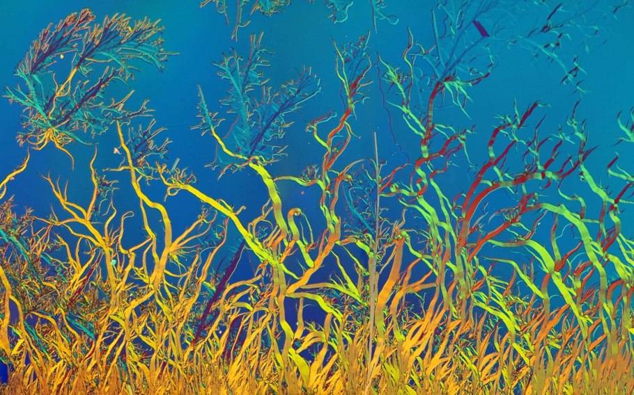 Кораллы актинии морские водоросли