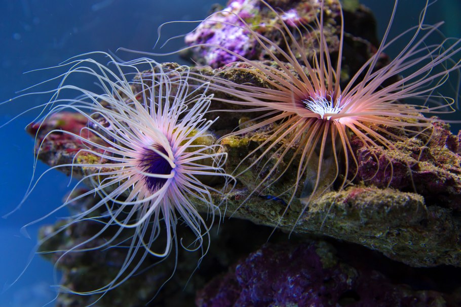 Коралл камень