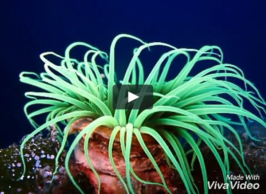 Кишечнополостные кораллы