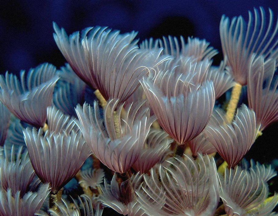 Риф Туббатаха Филиппины