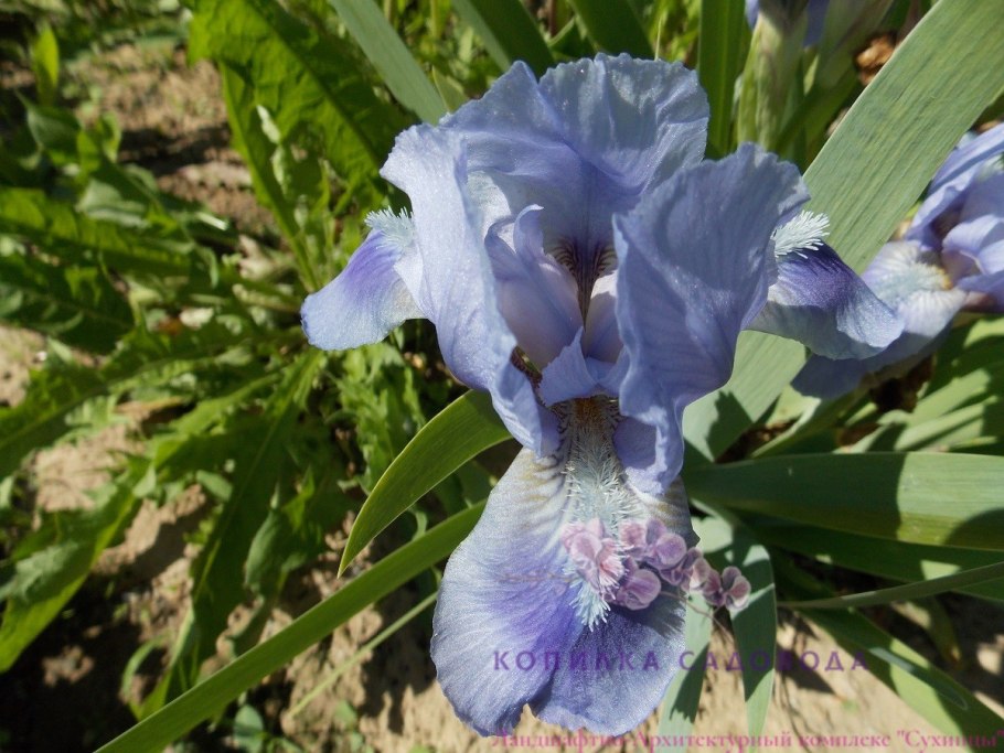 Ирис карлик Roaring Fire ( SDB )