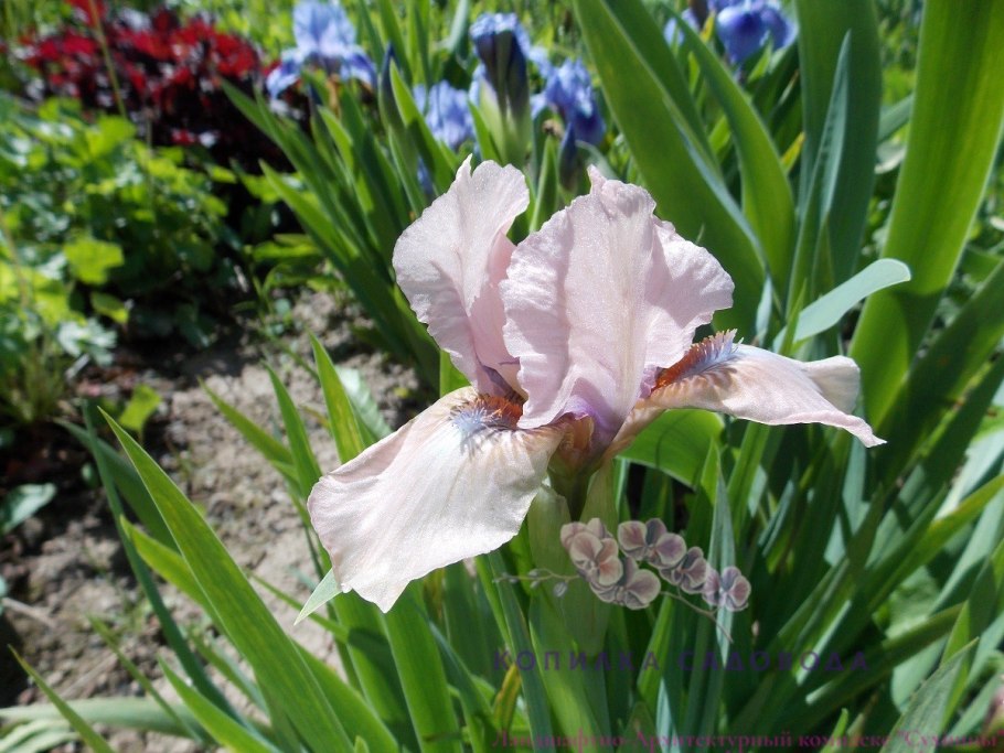 Ирис сетоса