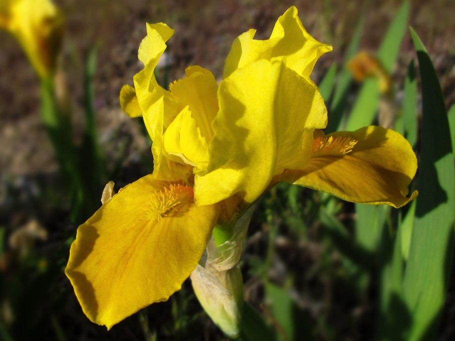 Касатик сизоватый