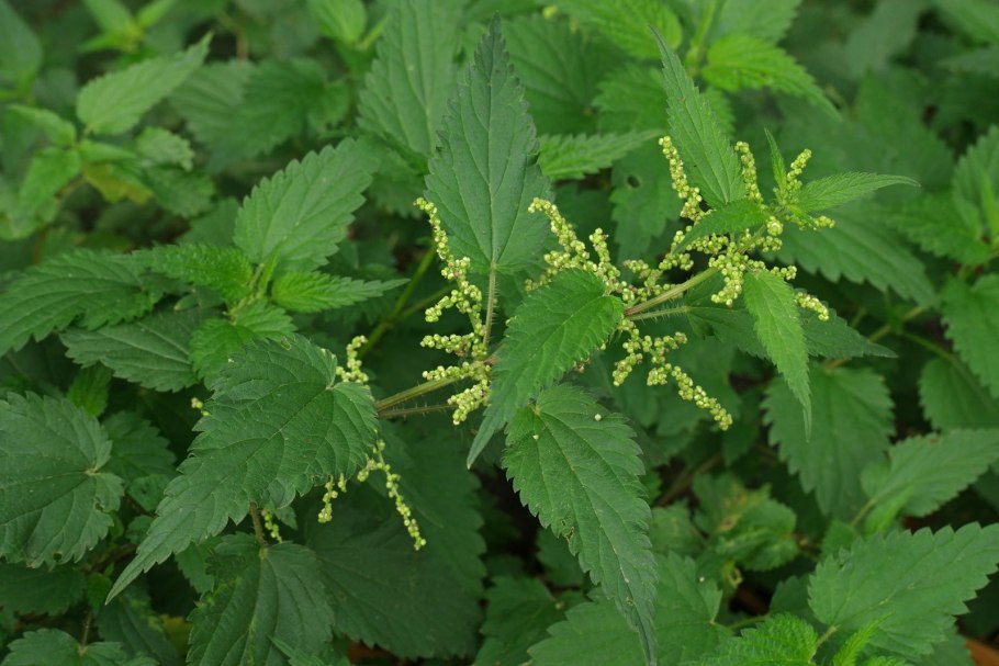 Крапива двудомная (Urtica dioica l.)