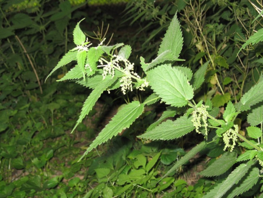 Крапива двудомная (Urtica dioica)